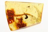 Detailed Fossil Rove Beetle (Tachyporinae) in Baltic Amber #284711-1